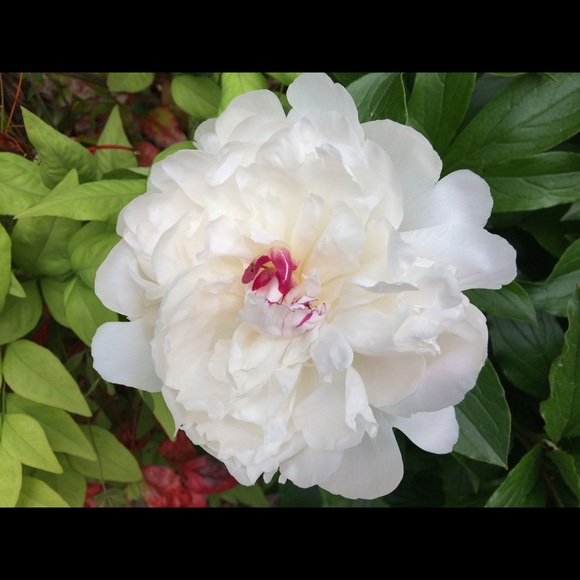 Profile Picture of Cindy Pladl (@cindypladl) on Poshmark