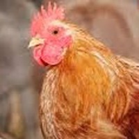 Profile Picture of Joe Purcell (@joe-purcell-30) on Quora