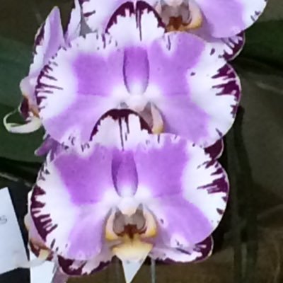 Profile Picture of Rosa Valiente (@rmvaliente) on Twitter