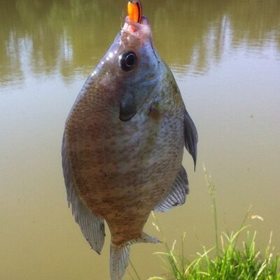Profile Picture of Hugh Crouch (@wcbigfish) on Twitter