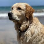 Profile Picture of Aslan de Laurisilva (@aslandelaurisilva) on Instagram