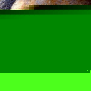 Profile Picture of George Martinelli (@222206038) on Myspace