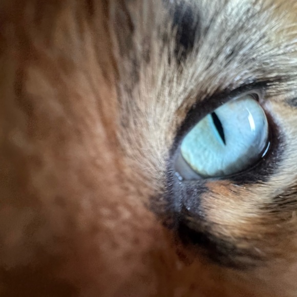 Profile Picture of Maia Rosales (@lovelumi) on Poshmark