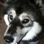 Profile Picture of Jade (@jade_monkey03) on Instagram