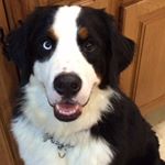 Profile Picture of Mickey Claus (@mickeytheberner) on Instagram