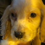 Profile Picture of Bradley Chatfield (@lolas_life_luxery) on Instagram