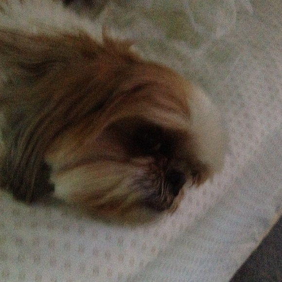 Profile Picture of Lisa Tanner (@lisatannet) on Poshmark