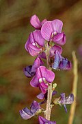 Profile Picture of Swainsonaon Wikipedia
