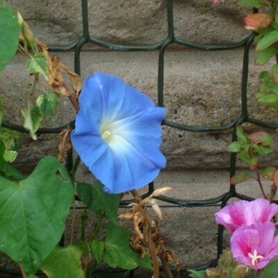 Profile Picture of Mary Beaumont (@MaryBeaum) on Twitter