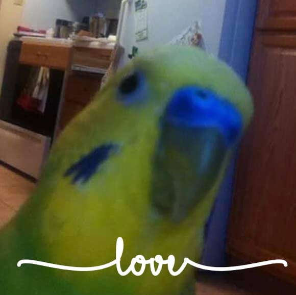 Profile Picture of Christine Daubenschmidt (@islandteal) on Poshmark