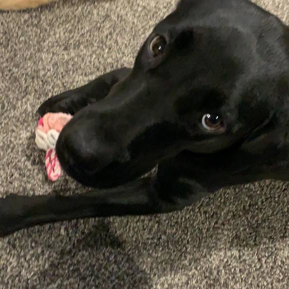 Profile Picture of Michelle Pretzer (@michellepretzer) on Poshmark