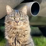 Profile Picture of Lori Bingham (@asheroloriS9) on Facebook