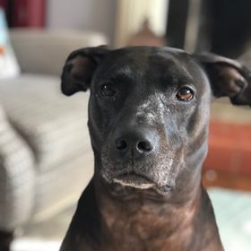 Profile Picture of Kylee Siegfried (@ksiegfried22) on Pinterest