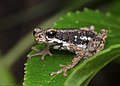 Profile Picture of Malabar tree toadon Wikipedia