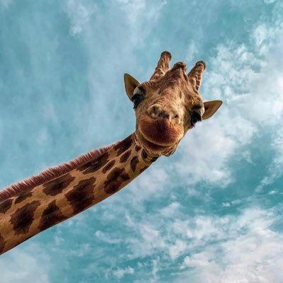 Profile Picture of Nikolas Lausecker (@NikolasLauseck1) on Twitter