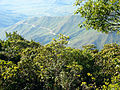 Profile Picture of Lara–Falcón dry forestson Wikipedia