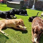 Profile Picture of Steve carver  home from dog boarding (@mid_lock_view) on Instagram