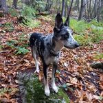 Profile Picture of Brina Pastore Apuano (@fabrizio.santocchini) on Instagram