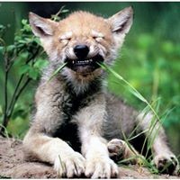 Profile Picture of Al Wolfe (@al-wolfe-1) on Quora