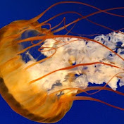 Profile Picture of Tyler Manley (@tylermanley4644) on Youtube