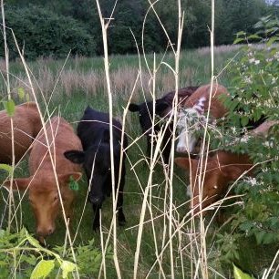 Profile Picture of Jason R. Koehn (@jrkoehn21) on Twitter