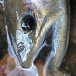 Profile Picture of Narago Fishing Field Japan (@narago_fishing_field_japan) on Instagram