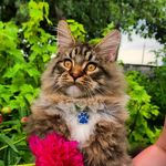 Profile Picture of Mister Richard Lordaeron (@mister.richard.lordaeron) on Instagram