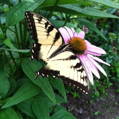 Profile Picture of Pam Dennis (@PMD_DVM) on Twitter