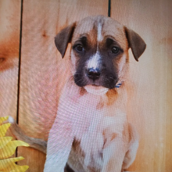 Profile Picture of Sharmane Miranda (@1sharmane1) on Poshmark