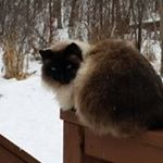 Profile Picture of Stacy Hass (@stacyhass) on Instagram