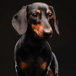 Profile Picture of B R O D I E  &  T I L D A (@brodie_bratwurst) on Instagram