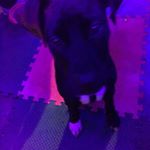 Profile Picture of Link_Service_Dog_Julia_Handler (@link_service_dog_julia_handler) on Instagram