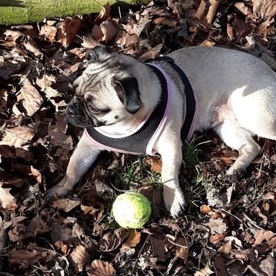 Profile Picture of Terence Yates (@steptoe1967) on Twitter