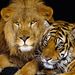 Profile Picture of Jamal Haider (@haiderg1) on Pinterest