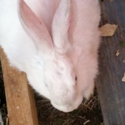 Profile Picture of Toribio Moreno (@Thormc8) on Twitter