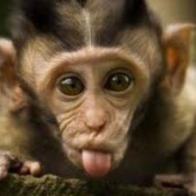 Adam Sabra - Facebook Profile Picture of Adam Sabra (@adam.sabra.52) on Facebook