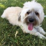 Profile Picture of Luke 🐶🐶 (@luke_thehavanese) on Instagram