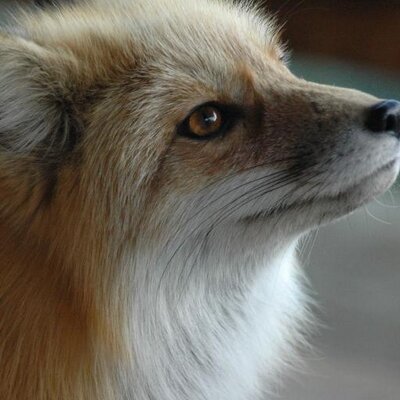 Profile Picture of Vivian Benjamin (@Foxeh_Fox) on Twitter