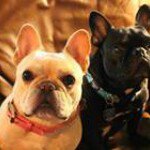 Darryl Goldman - Instagram Profile Picture of Darryl Goldman (@darrylgoldman1) on Instagram