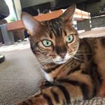 Profile Picture of Travis Mask (@mask.travis) on Instagram