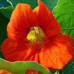 Profile Picture of Jacqueline Roy (@jeroy1148) on Instagram