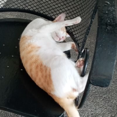 Profile Picture of Mel Toledo (@mel_toledo66) on Twitter