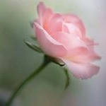 Profile Picture of Jacalyn Allen-Deyarmond (@jacalynallendeyarmond) on Instagram