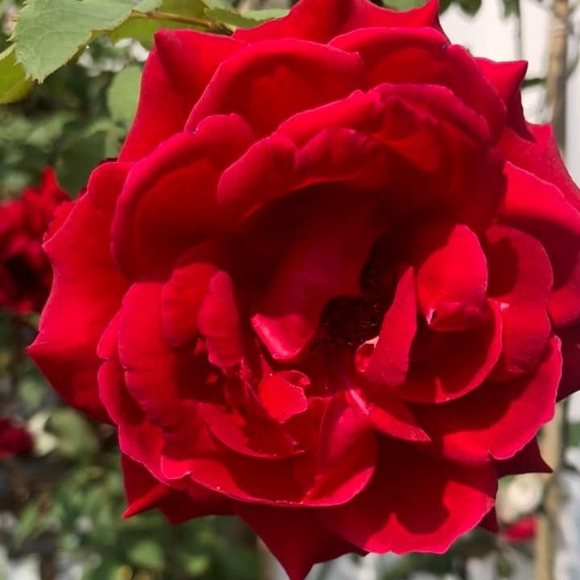 Profile Picture of Lanh Hoàng châu (@lanh) on Poshmark