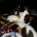Profile Picture of Lacey Scruggs (@laceyndaniel173) on Pinterest