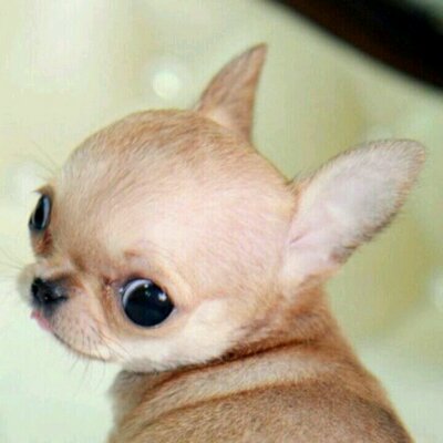 Profile Picture of Crystal Escobar (@CeCescobar365) on Twitter