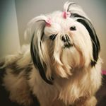 Profile Picture of Nyla Jackson (@nyla_shihtzu) on Instagram
