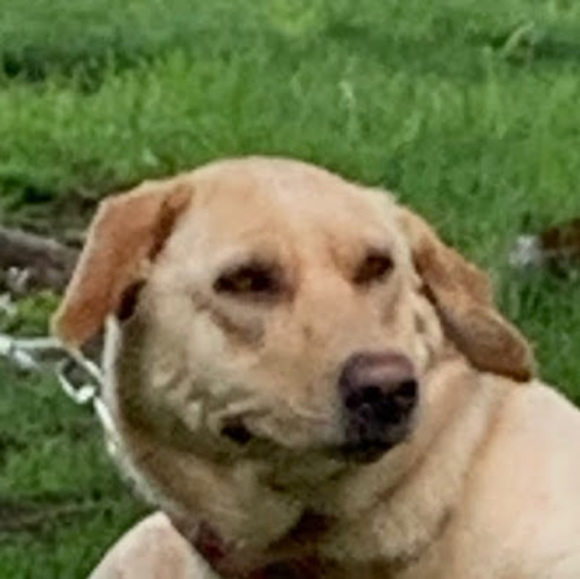 Profile Picture of Zoey Zurowski (@zoeyzurowski) on Poshmark