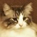 Profile Picture of Todd Dutton (@brentdutton15) on Pinterest