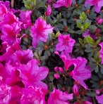 Profile Picture of Jenet Weber (@Jenet-Weber) on Facebook